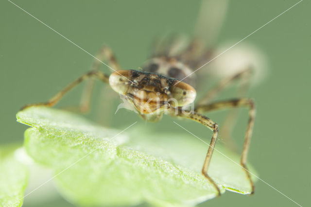 Kretawaterjuffer (Coenagrion intermedium)