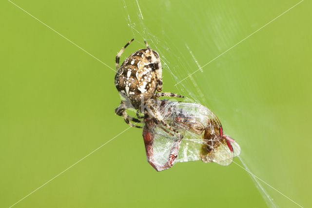 Kruisspin (Araneus diadematus)