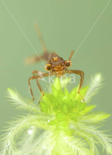 Maanwaterjuffer (Coenagrion lunulatum)