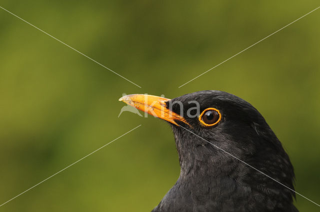 Merel (Turdus merula)