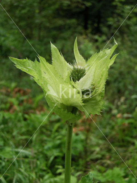 Moesdistel (Cirsium oleraceum)