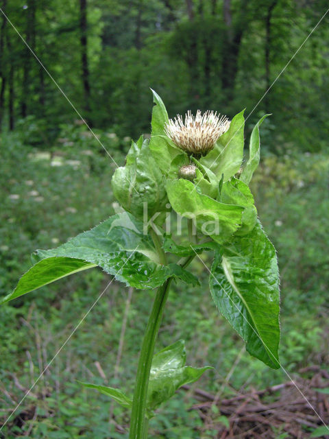 Moesdistel (Cirsium oleraceum)