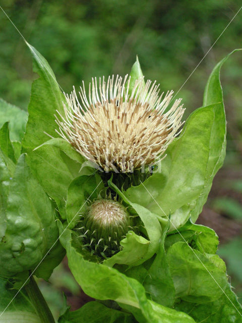 Moesdistel (Cirsium oleraceum)