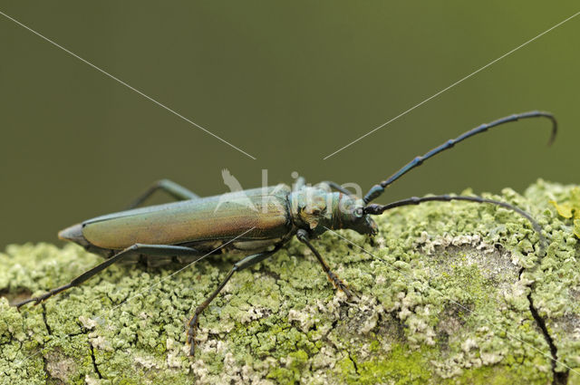 Muskusboktor (Aromia moschate)