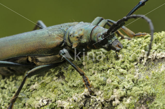 Muskusboktor (Aromia moschate)