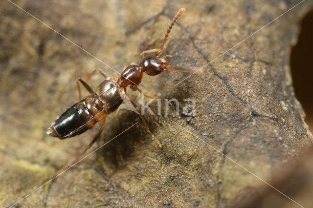 Myrmecocephalus concinnus