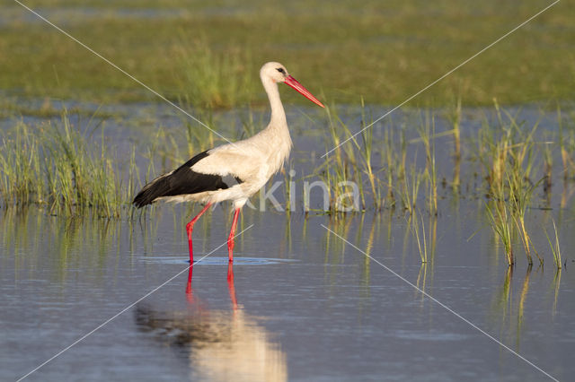 Ooievaar (Ciconia ciconia)