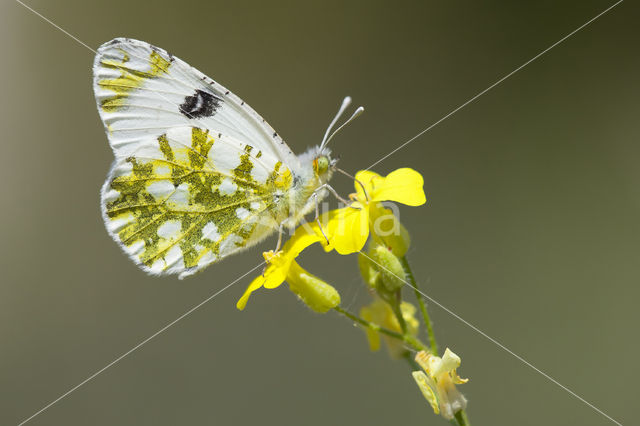 Oostelijk marmerwitje (Euchloe ausonia)