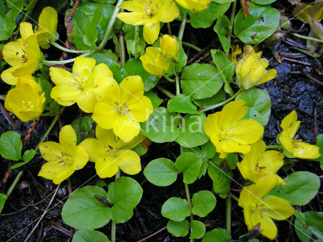 Penningkruid (Lysimachia nummularia)