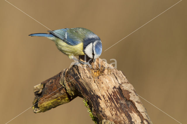 Pimpelmees (Parus caeruleus)