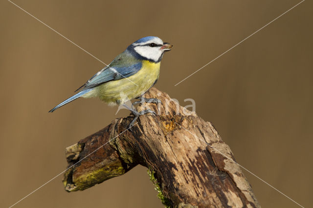 Pimpelmees (Parus caeruleus)