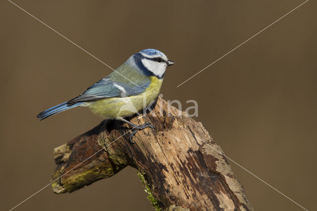 Pimpelmees (Parus caeruleus)