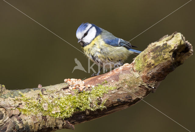 Pimpelmees (Parus caeruleus)