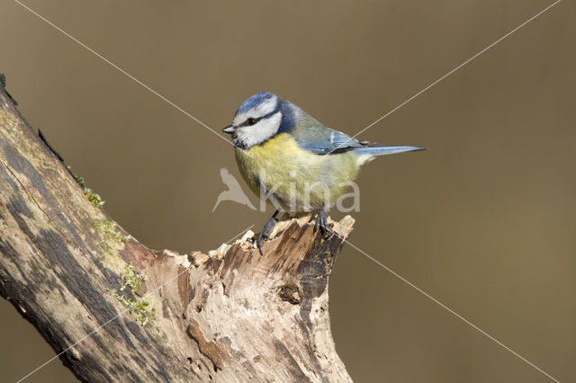 Blue Tit (Parus caeruleus)