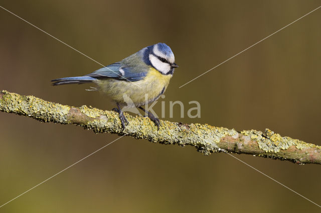 Pimpelmees (Parus caeruleus)