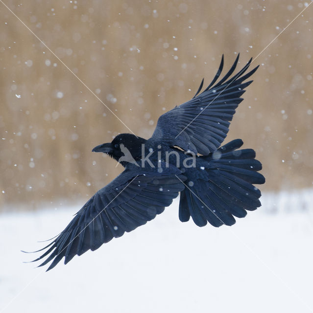 Raaf (Corvus corax)