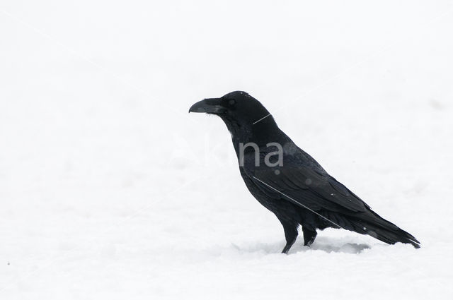 Raaf (Corvus corax)