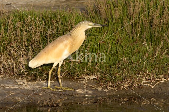 Ralreiger (Ardeola ralloides)