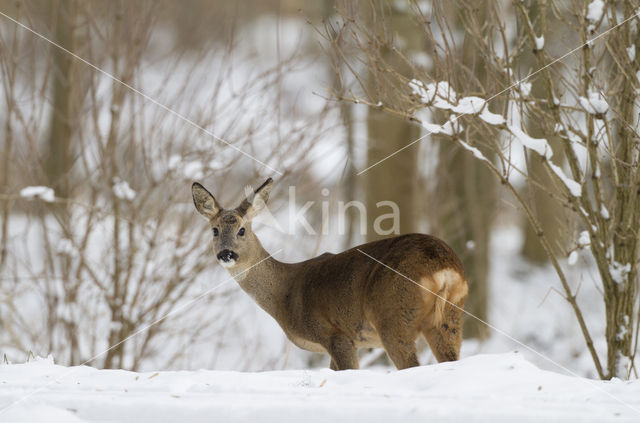 Roe Deer (Capreolus capreolus)