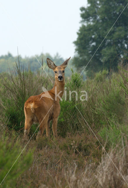 Ree (Capreolus capreolus)