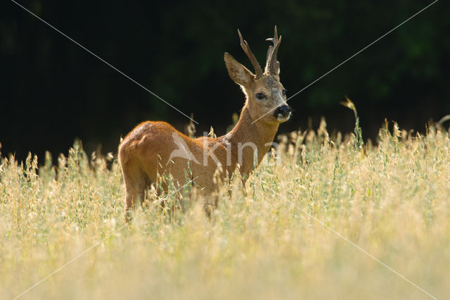 Ree (Capreolus capreolus)