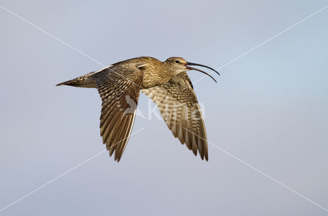 Regenwulp (Numenius phaeopus)