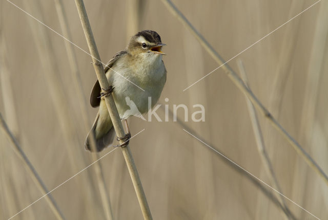 Rietzanger (Acrocephalus schoenobaenus)