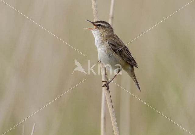 Rietzanger (Acrocephalus schoenobaenus)