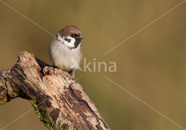 Ringmus (Passer montanus)