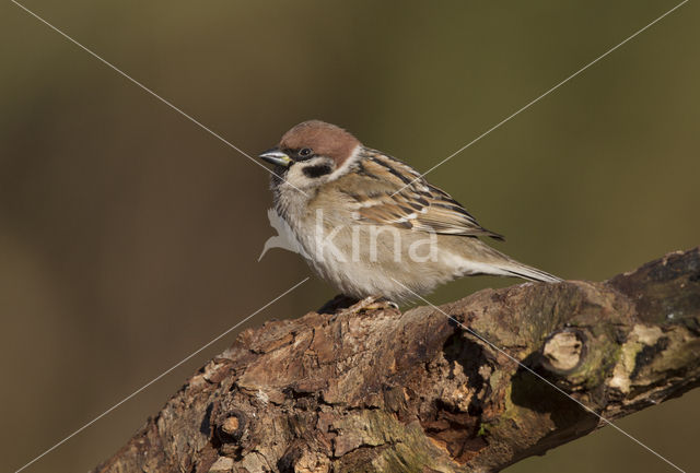 Ringmus (Passer montanus)