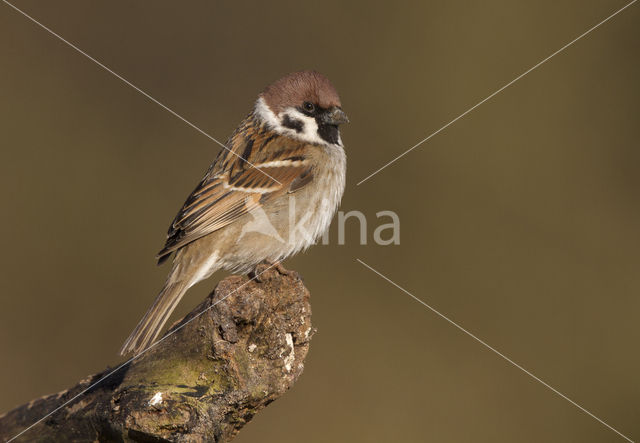 Ringmus (Passer montanus)