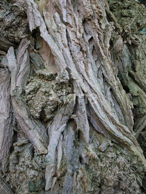 Robinia (Robinia pseudoacacia)