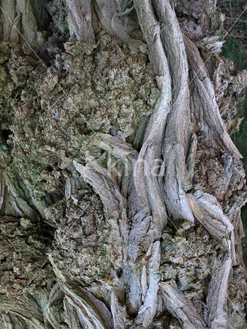 Robinia (Robinia pseudoacacia)