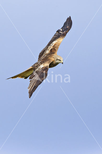 Red Kite (Milvus milvus)