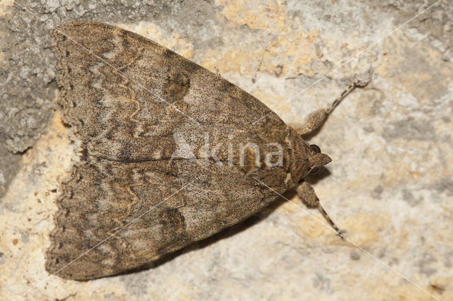 Rood weeskind (Catocala nupta)