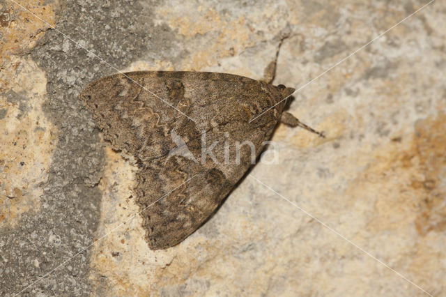 Rood weeskind (Catocala nupta)