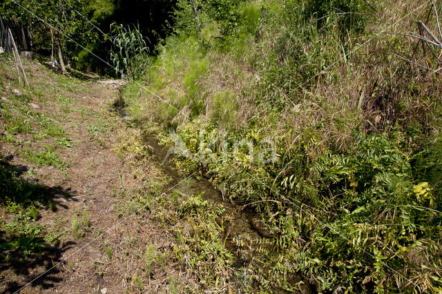 Schaduwlibel (Caliaeschna microstigma)