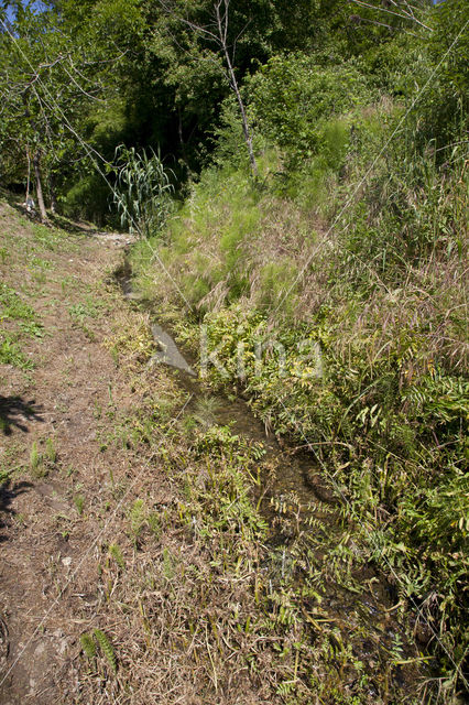 Schaduwlibel (Caliaeschna microstigma)