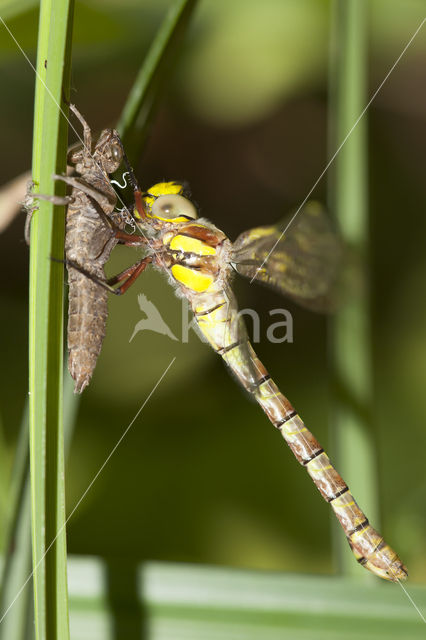 Schaduwlibel (Caliaeschna microstigma)