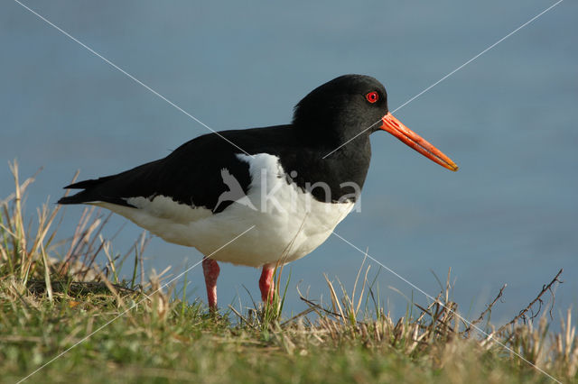 Oystercatcher (Haematopus ostralegus)