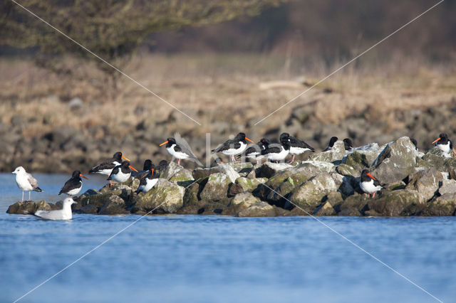 Scholekster (Haematopus ostralegus)