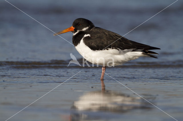 Scholekster (Haematopus ostralegus)