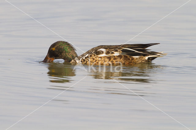 Slobeend (Anas clypeata)