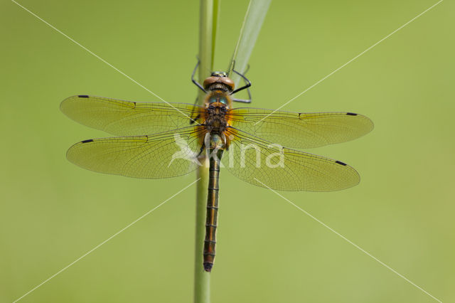 Smaragdlibel (Cordulia aenea)