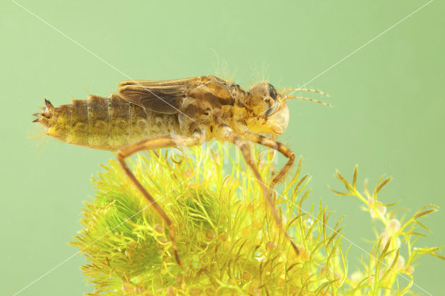 Smaragdlibel (Cordulia aenea)