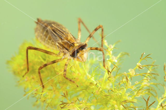 Smaragdlibel (Cordulia aenea)