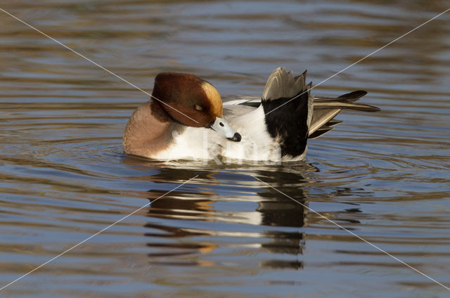 Wigeon (Anas penelope)