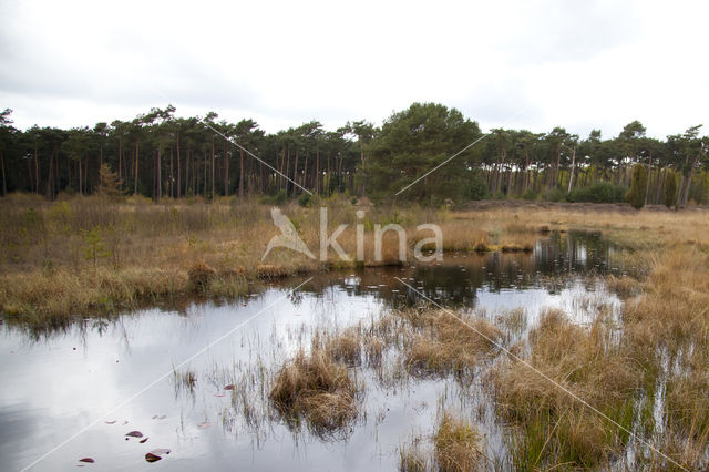 Speerwaterjuffer (Coenagrion hastulatum)