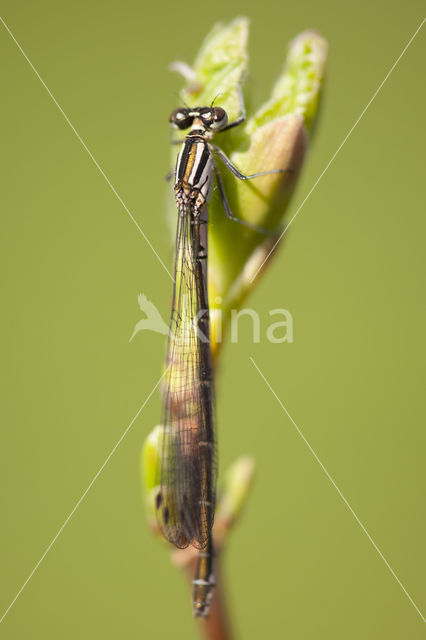 Northern Damselfly (Coenagrion hastulatum)