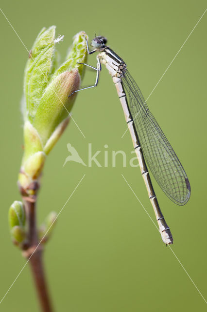 Northern Damselfly (Coenagrion hastulatum)